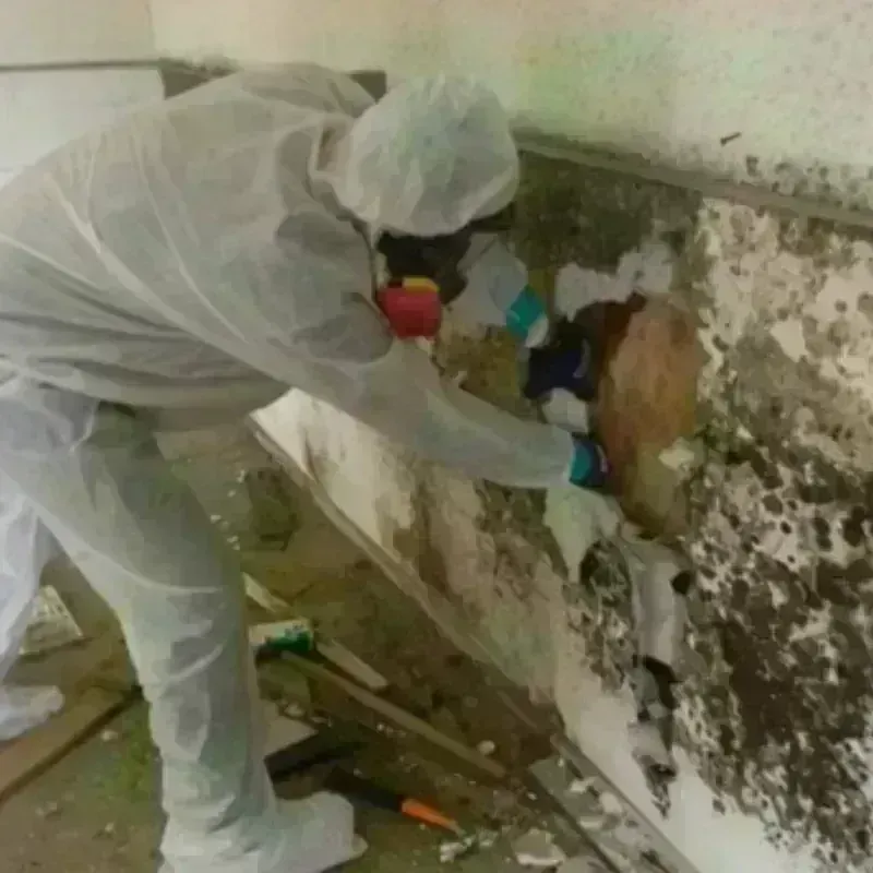 Mold Remediation and Removal in Danville, IL